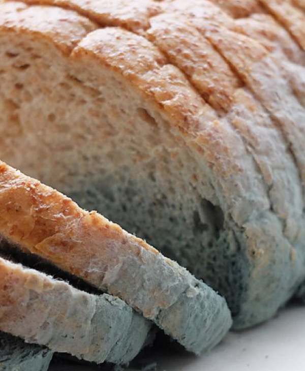 Razones por las cuales no debes comer pan con moho | Universidad da Vinci de Guatemala