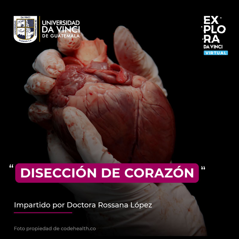 Imagen de primer plano de las manos del médico con guantes de látex sosteniendo un corazón humano, con un degradado en negro con transparencias con el texto disección de corazón.