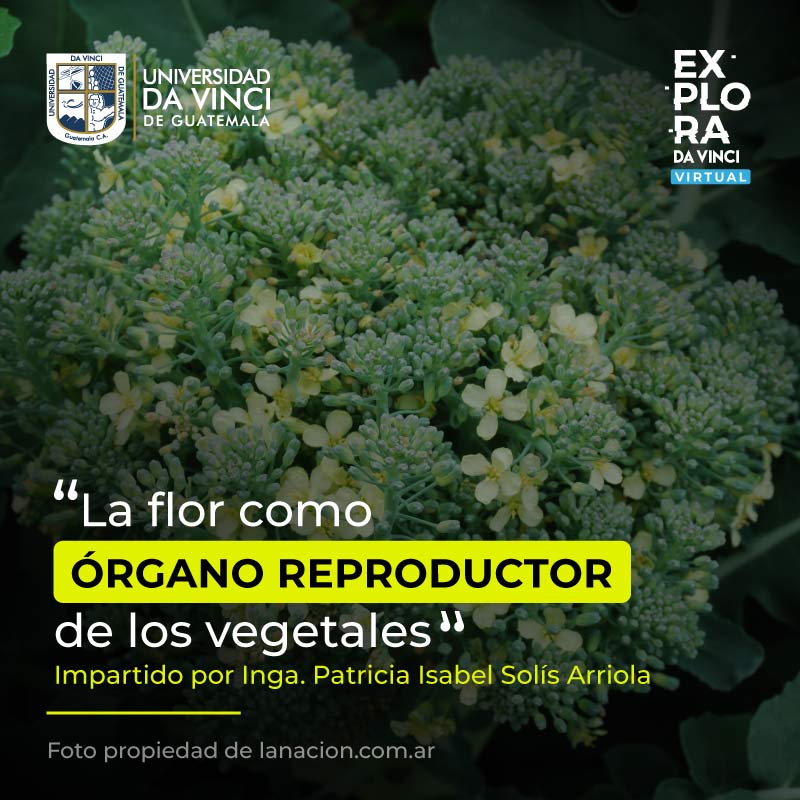 Fotografía de plantación de brócoli con un degrade en negro con transparencia con el texto La flor como órgano reproductor de los vegetales.