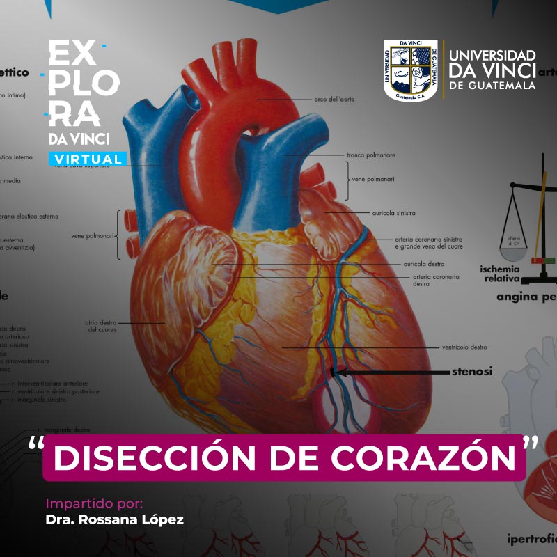 Imagen de un corazón ilustrado señalizado cada una de sus partes con un degradado en color negro con transparencia con el texto del evento Disección de corazón.