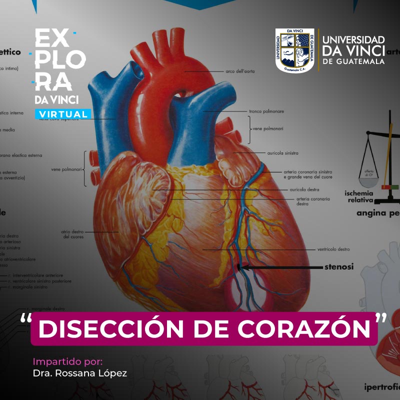 Imagen de una infografía de un corazón humano en el centro, señalando con flechas sus partes, con un degradado en negro con trasparencia sobre ella con el nombre del evento, disección de corazón.