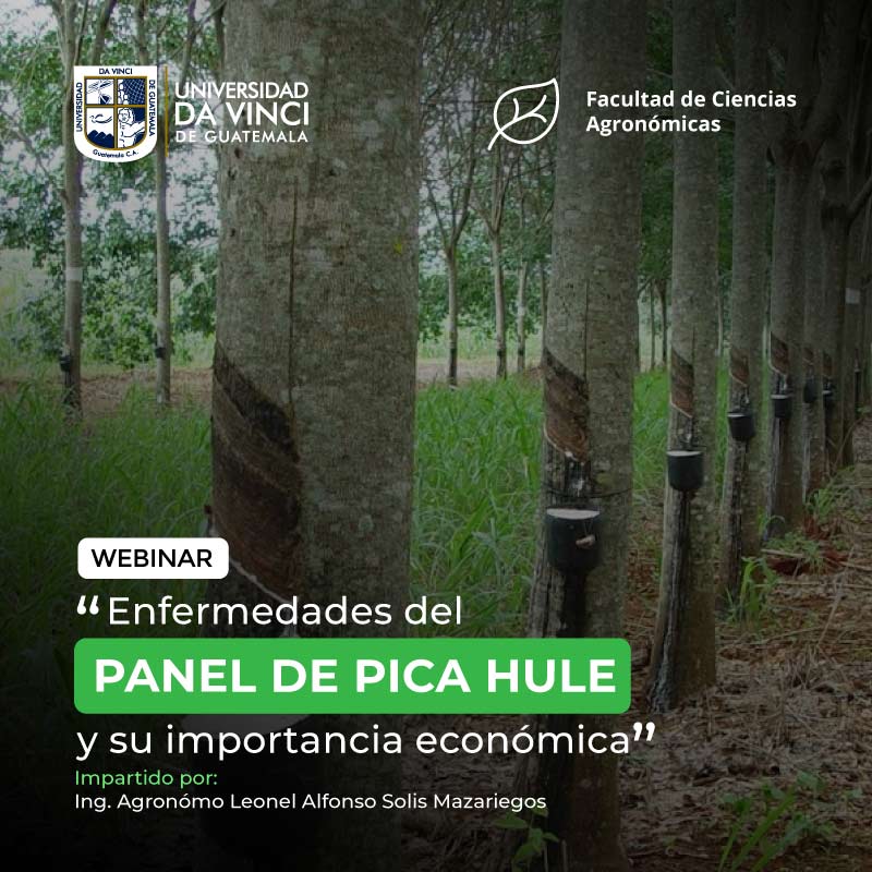 Fotografía en plano general con perspectiva de los arboles de hule, con el texto enfermedades del panel de pica hule y su importancia económica.