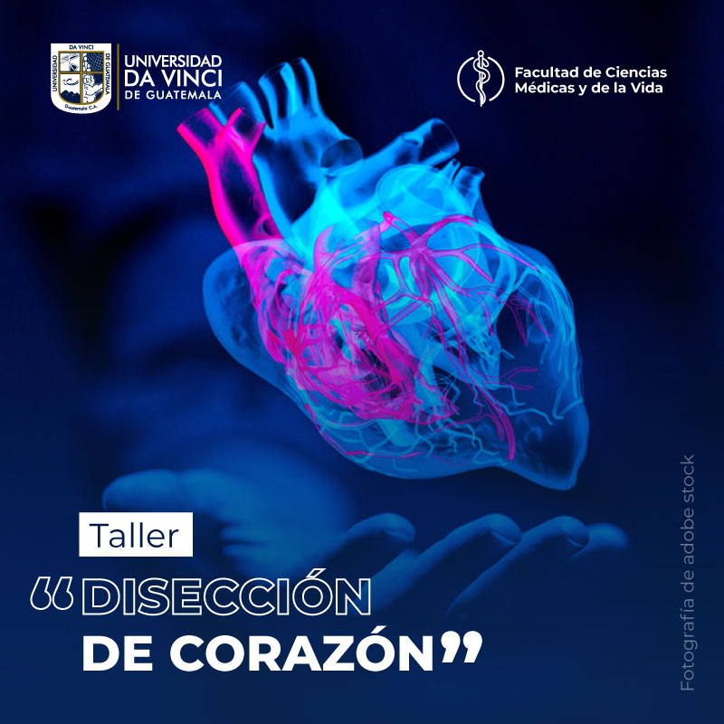 Fotografía de la anatomía de un corazón humano. promoviendo el taller disección del corazón.