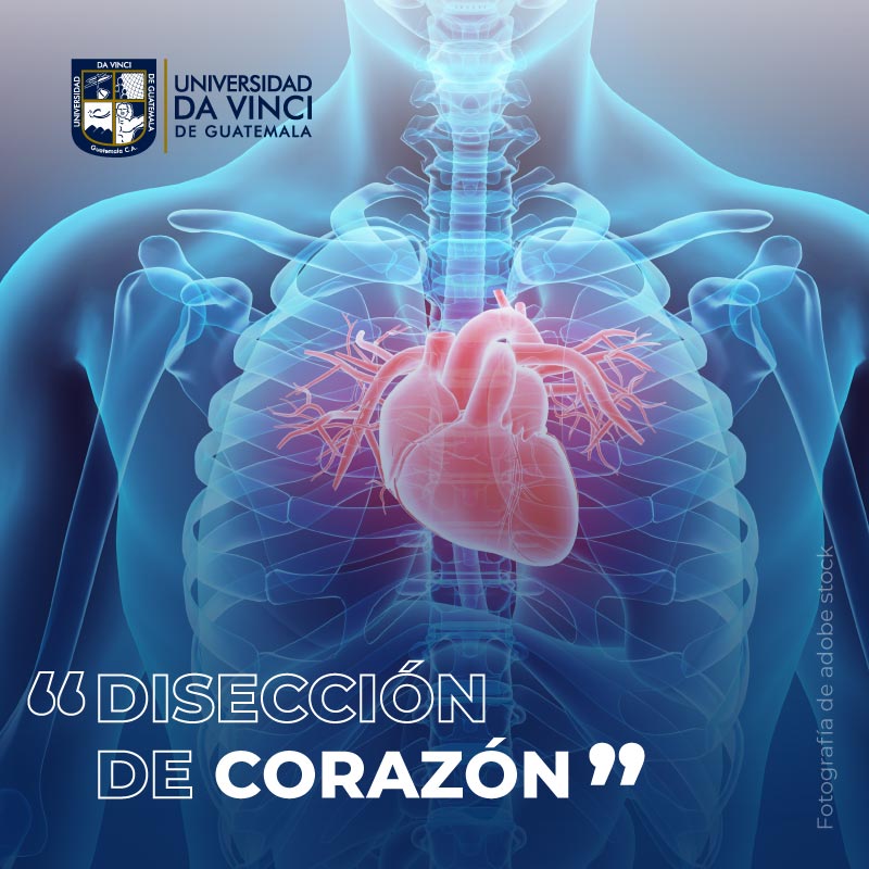 Fotografía digitalizada de una radiografía de la anatomía del tórax humano, desde los músculos hasta el órgano del corazón, promoviendo el taller disección del corazón.