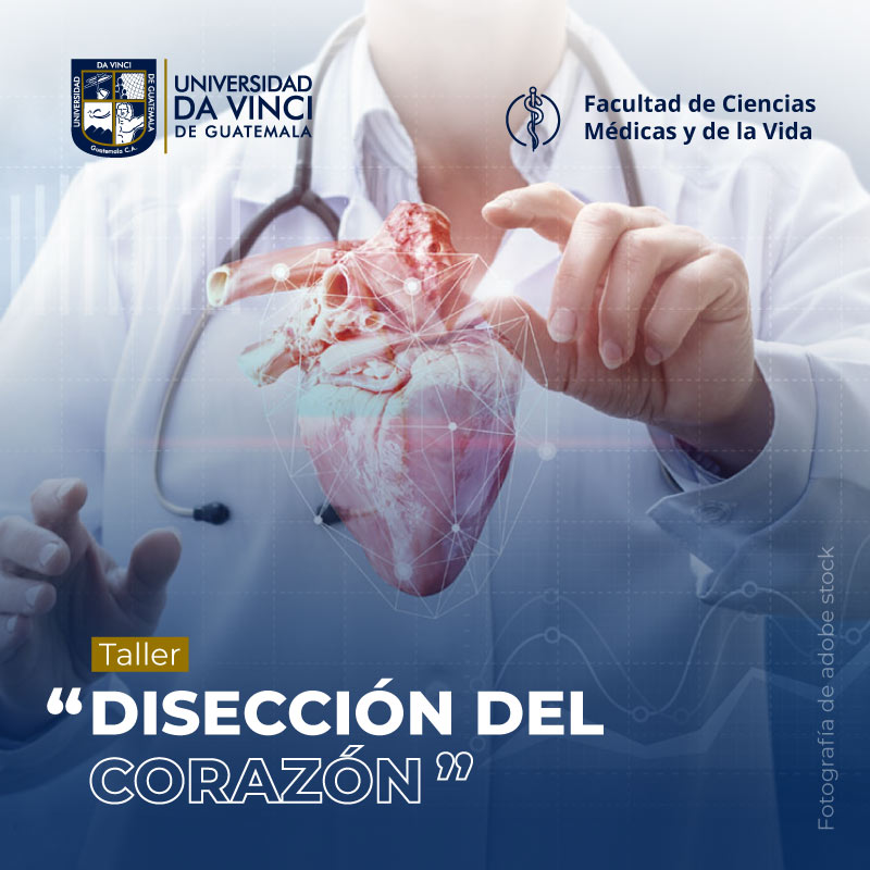 #Taller Disección del Corazón Da Vinci