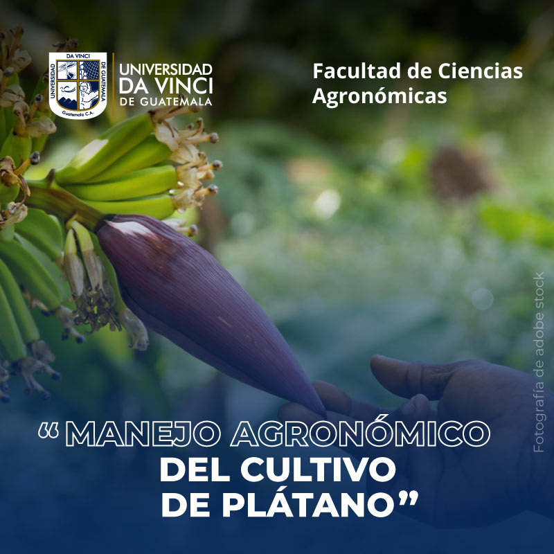 Manejo Agronómico del Cultivo de Plátano