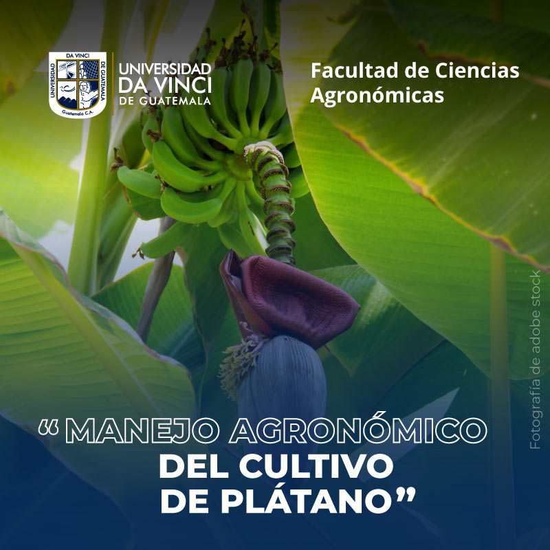 Manejo Agronómico del Cultivo de Plátano