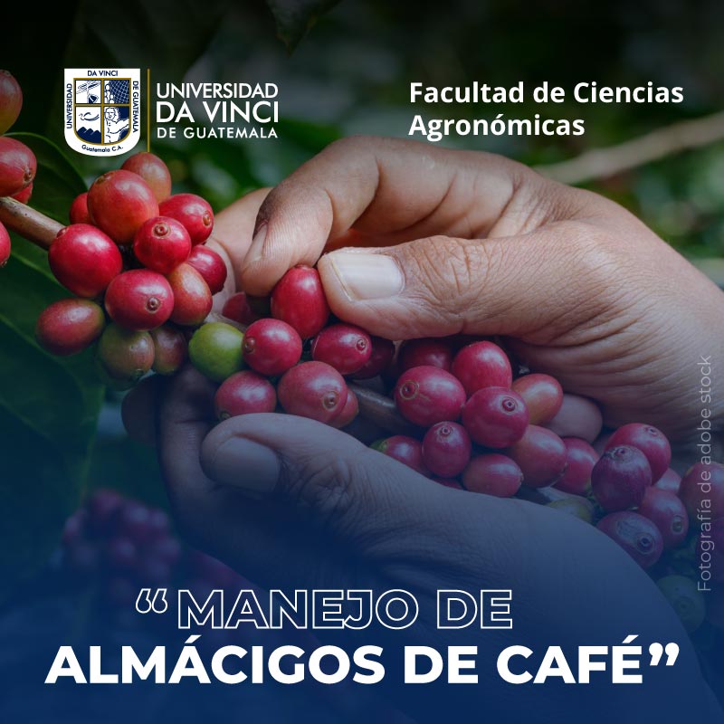 Manejo de Almácigos de café