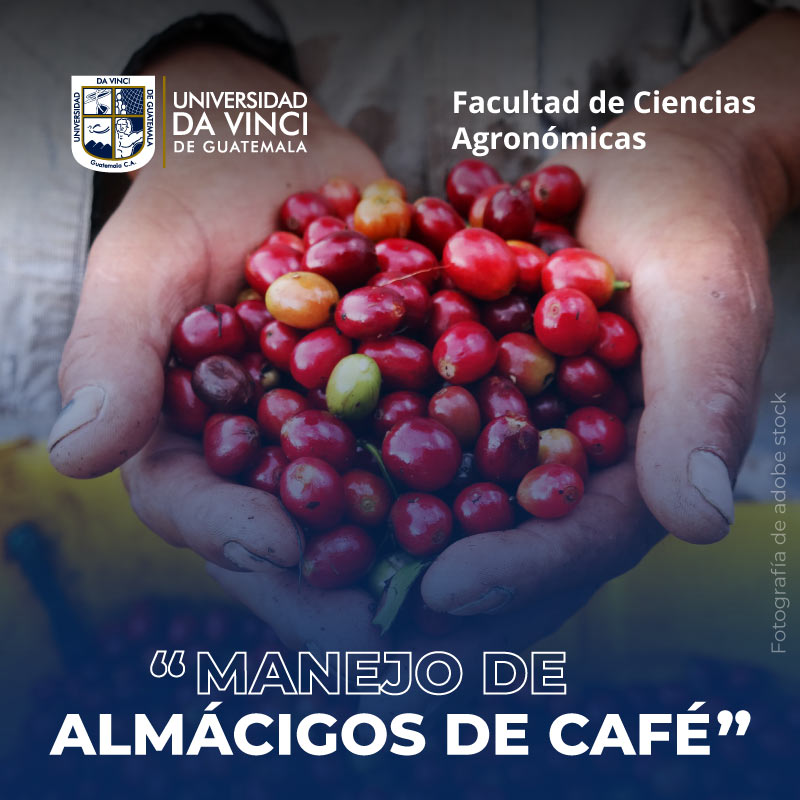 Manejo de Almácigos de café