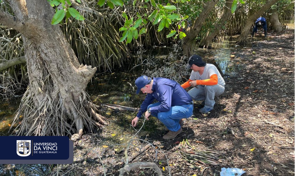 Universidad Da Vinci de Guatemala contribuye a la protección del ecosistema manglar | Universidad da Vinci de Guatemala